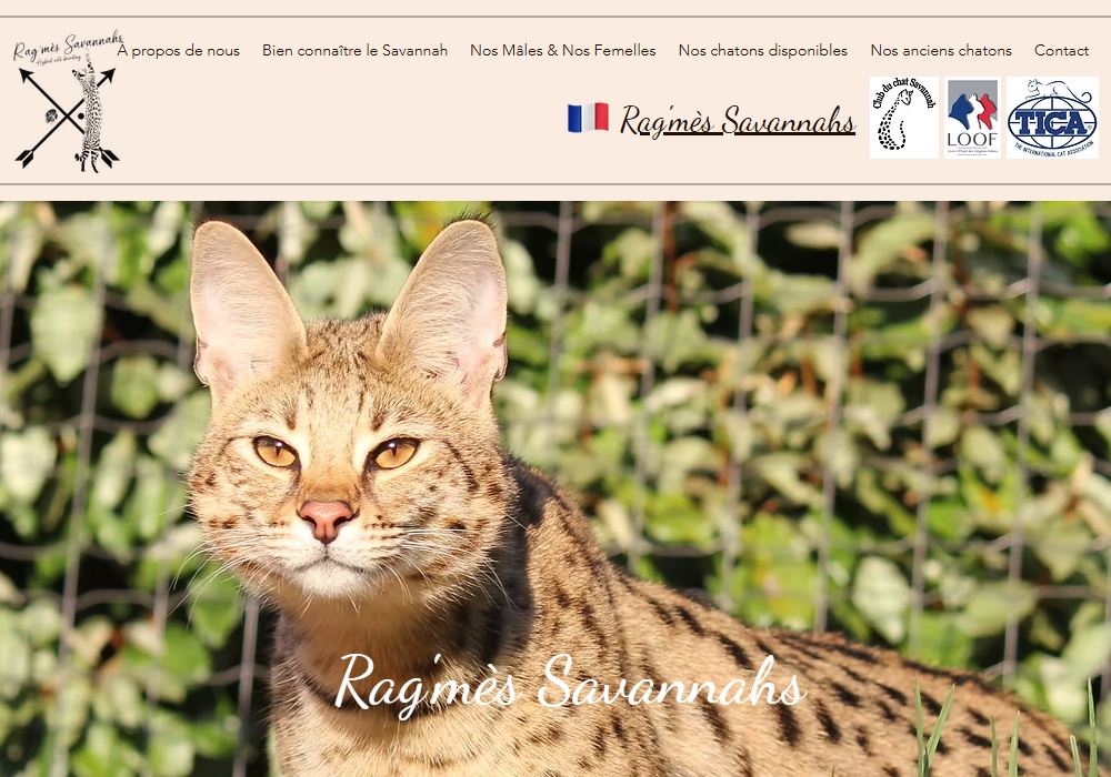Savannah Serval Savannah Serval