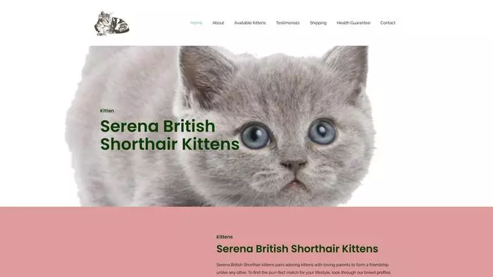 Serena british shorthair kittens