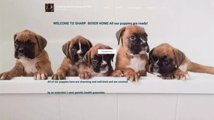 Sharp boxer home of pups