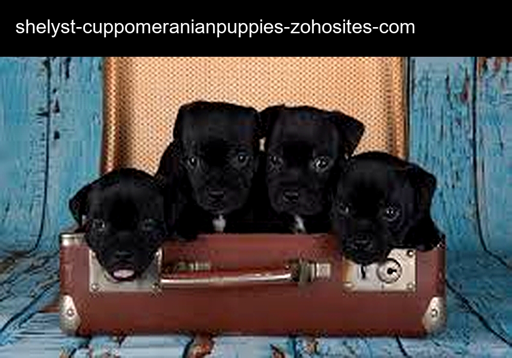 Shely's T-cup Pomeranian Puppies