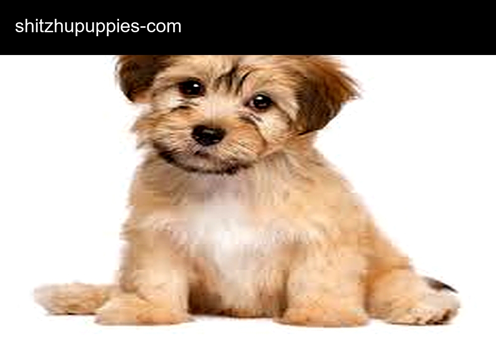 Shih Tzu Puppies
