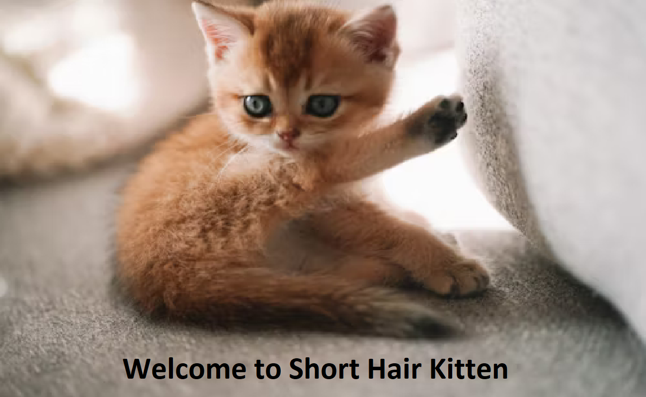 Shorthair Kitten