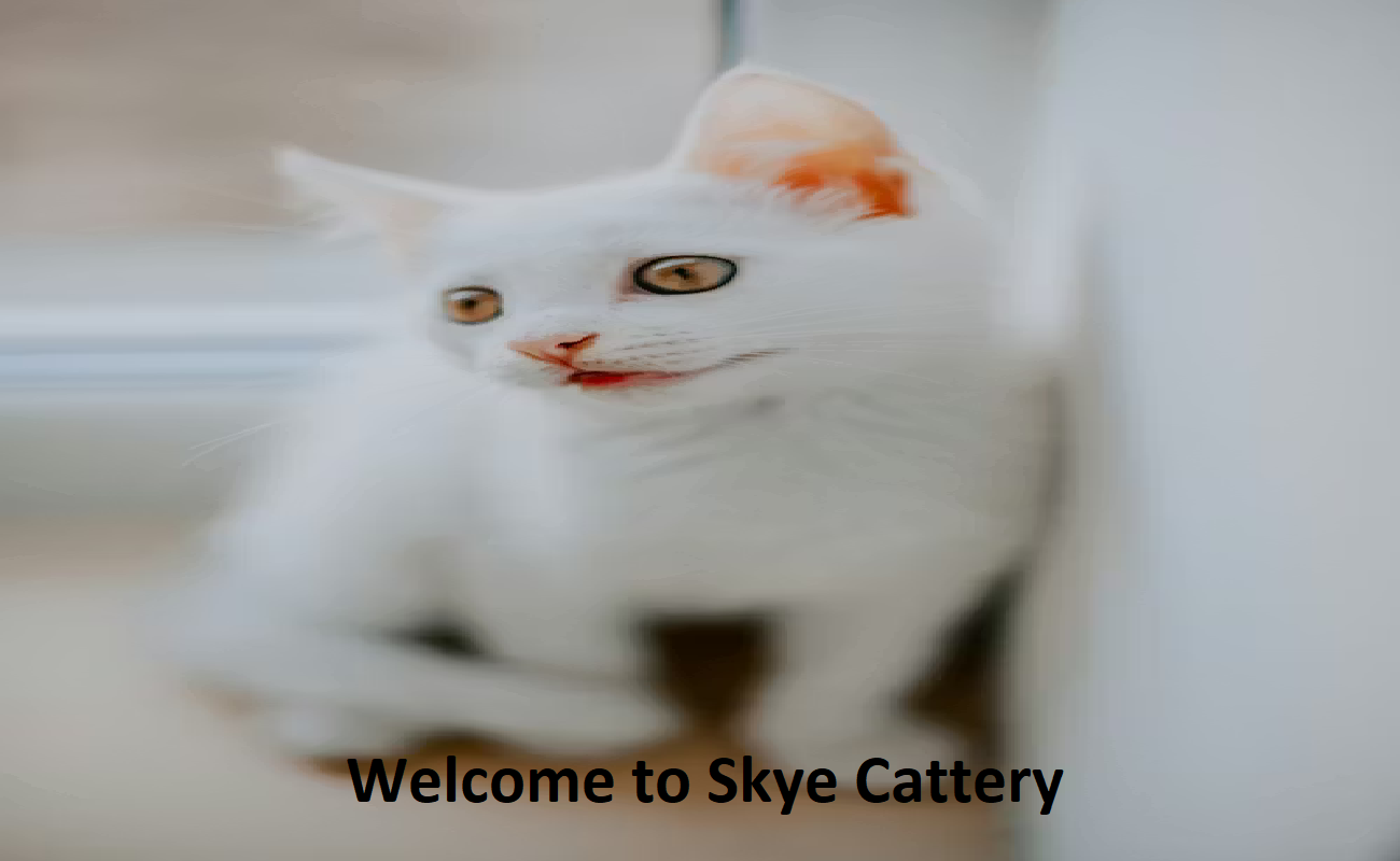 Skye Cattery Skye Cattery