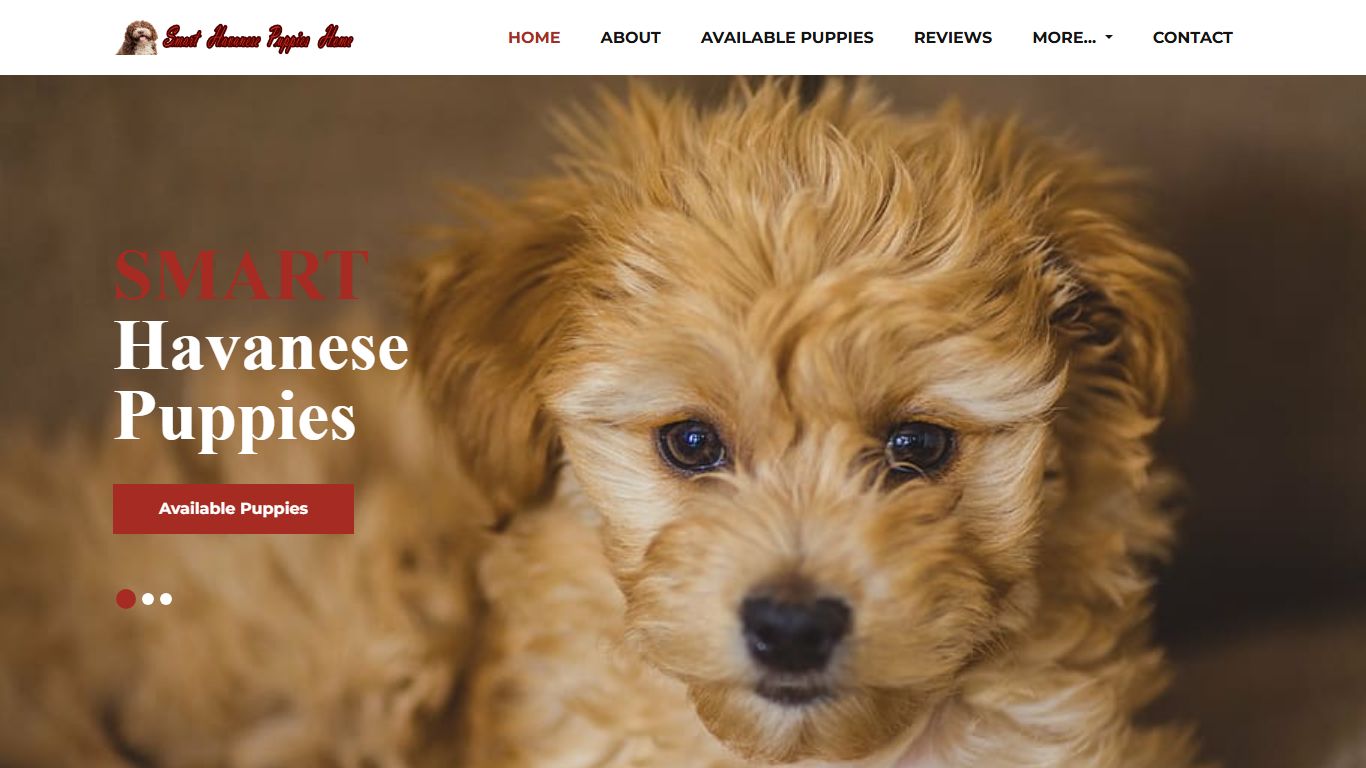 Smart Havanese Puppies Home