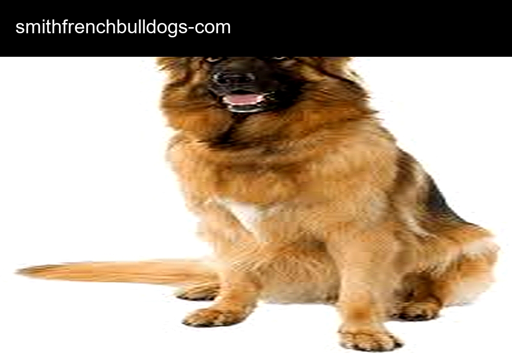 Smith French Bulldog Smith French Bulldog
