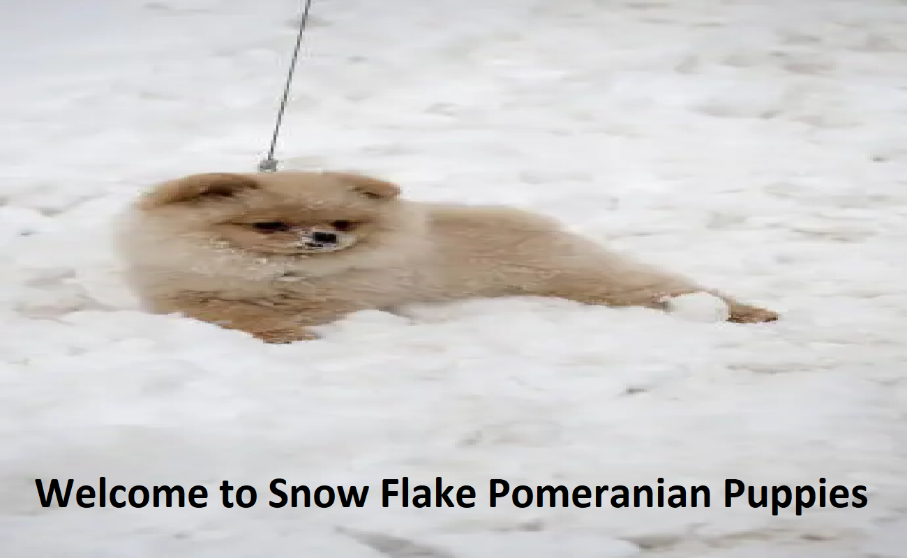 Snowflake Pomeranian Puppies