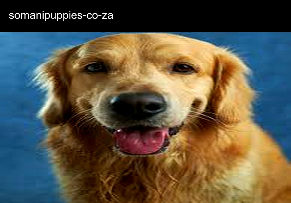 Somani Puppies