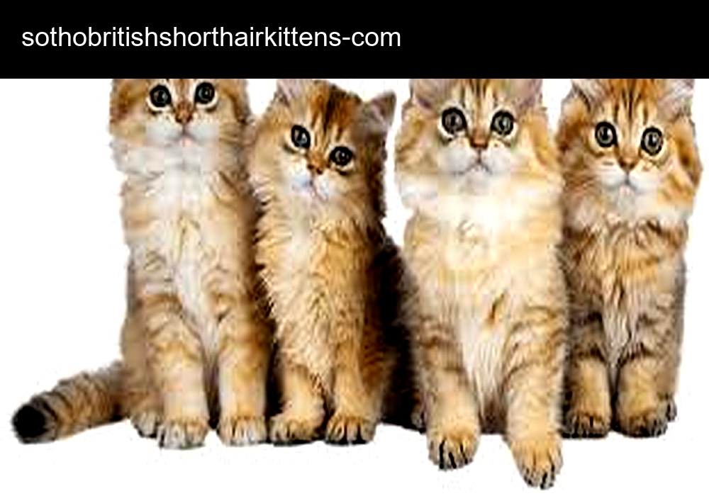 Sotho British Shorthair Kittens Sotho British Shorthair Kittens