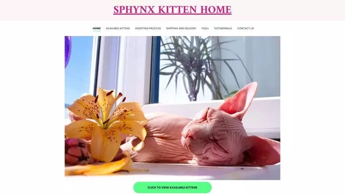 Sphynx kitties cattery