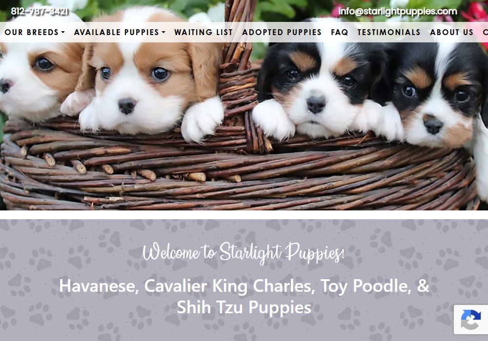 Star Light Puppies Breeder