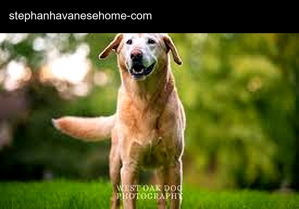 Stehan Havanese Home Breeder