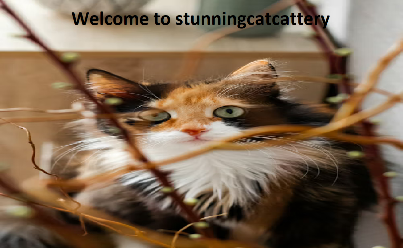 Stunning Cat Cattery
