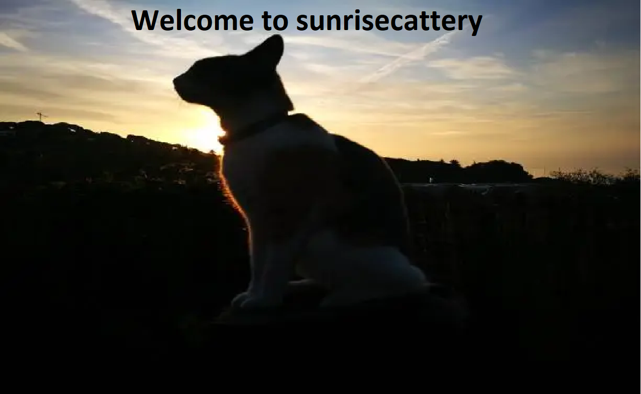 Sunrise Cattery