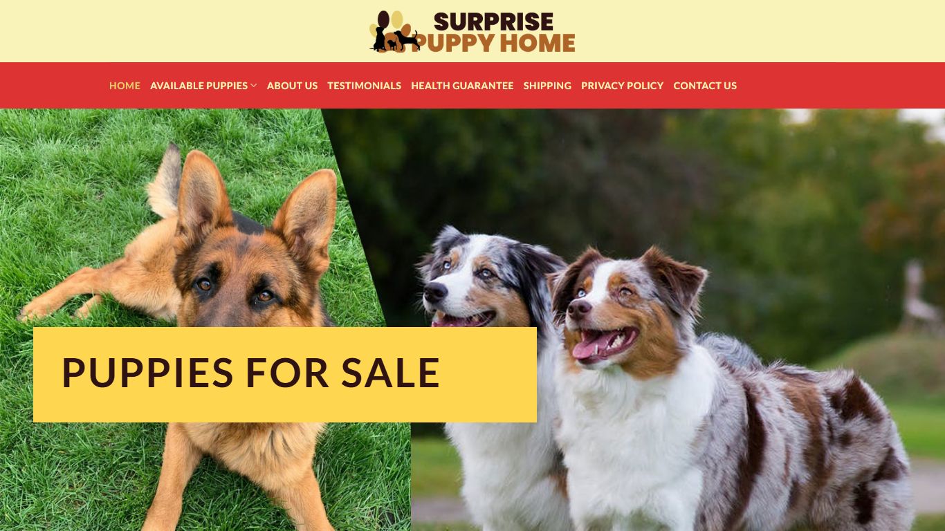 Surprise Puppy Home Breeder