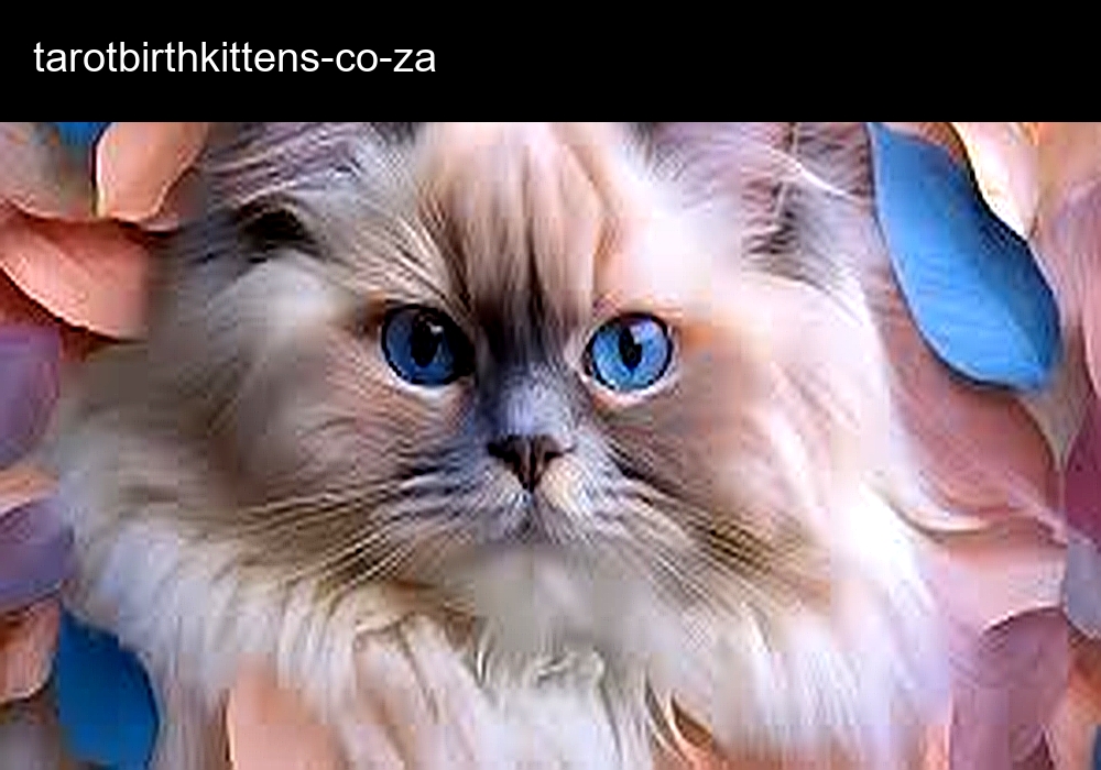 Tarot Birth Kittens Breeder