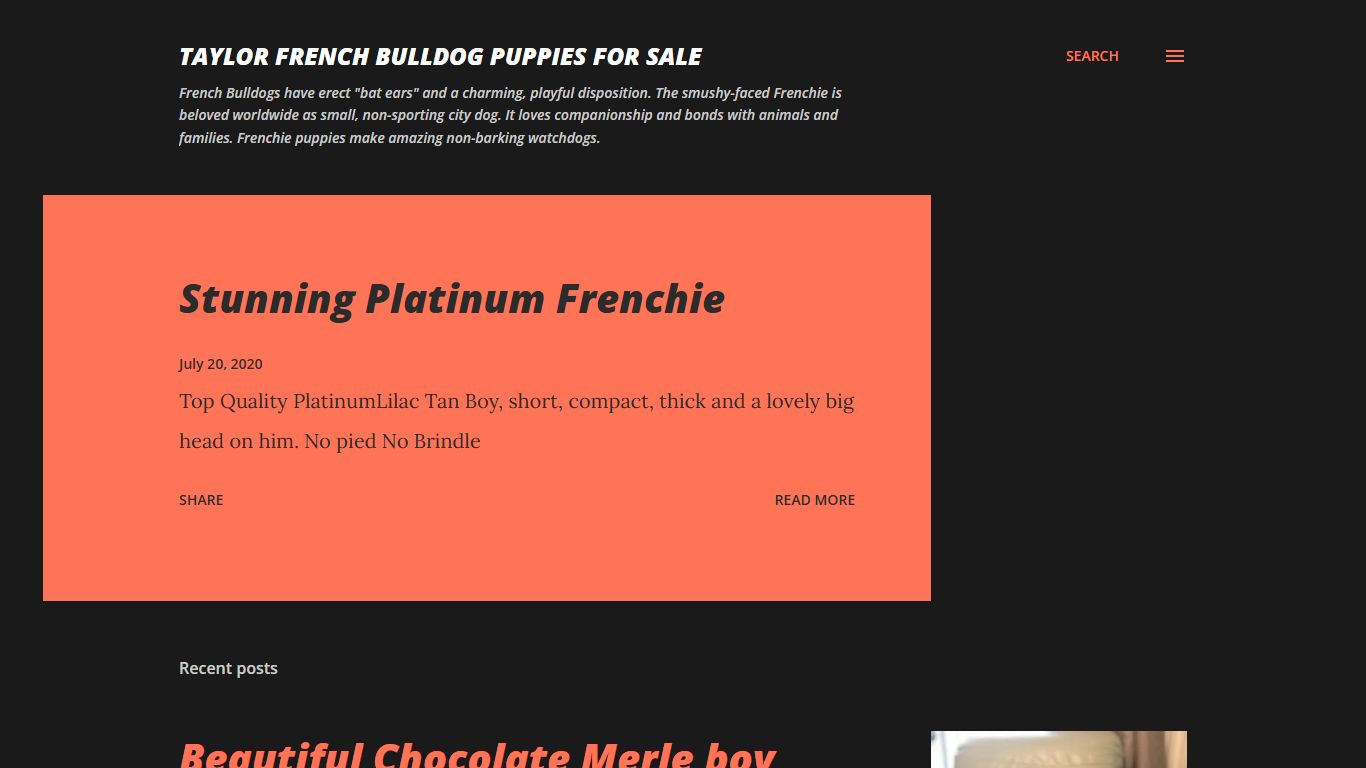 Taylor French Bulldog Puppies