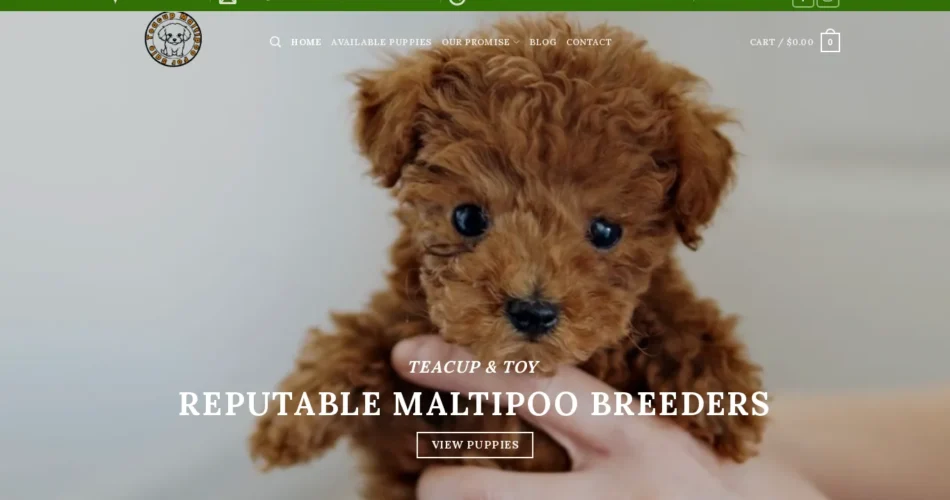 Teacup maltipoo for sale