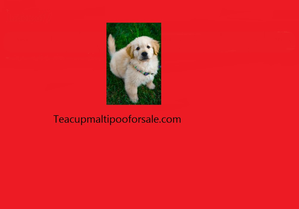 Teacup Maltipoo For Sale