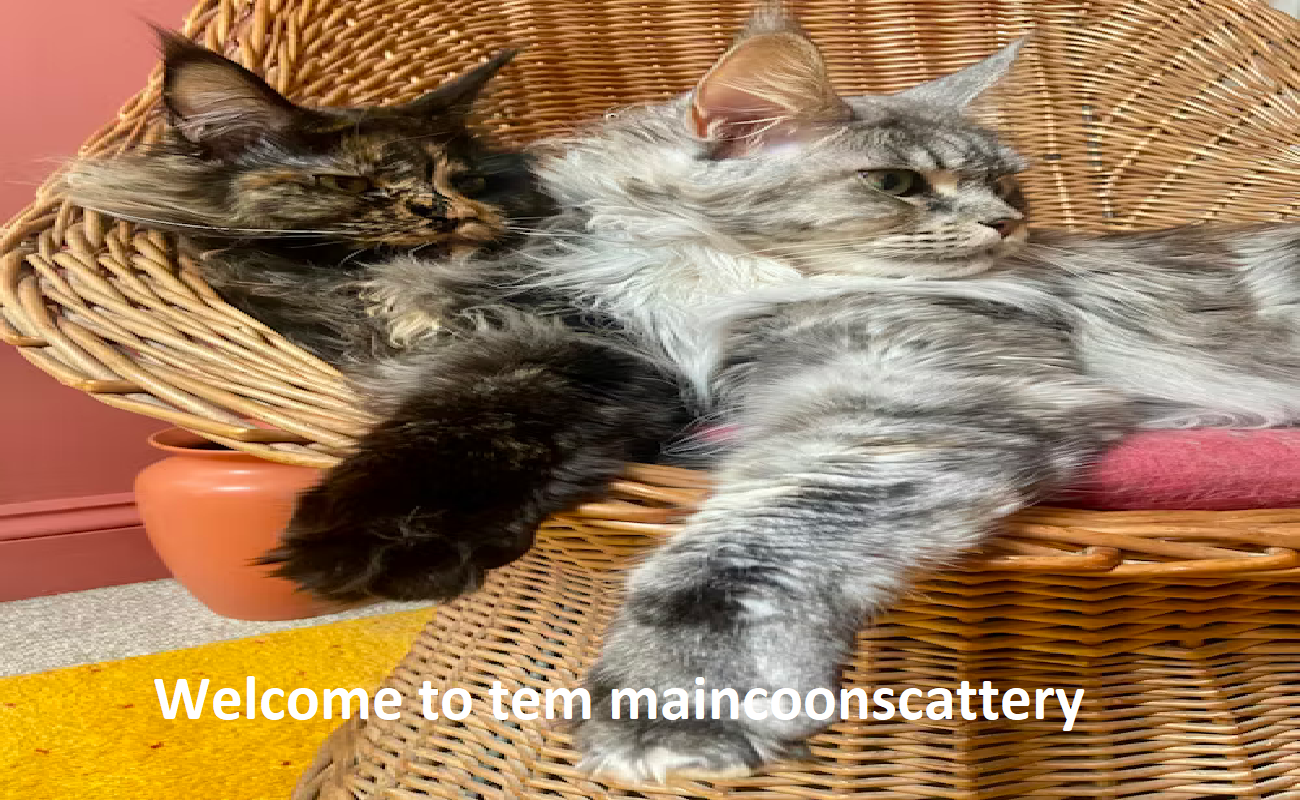 Tem Maine Coons Cattery