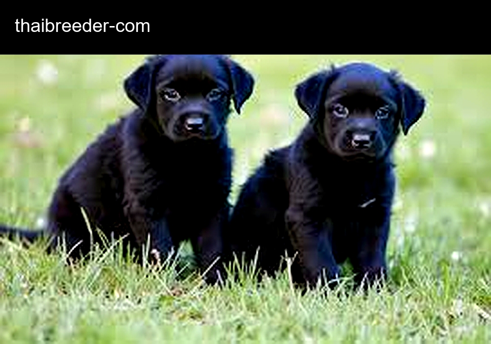 Thai Breeders