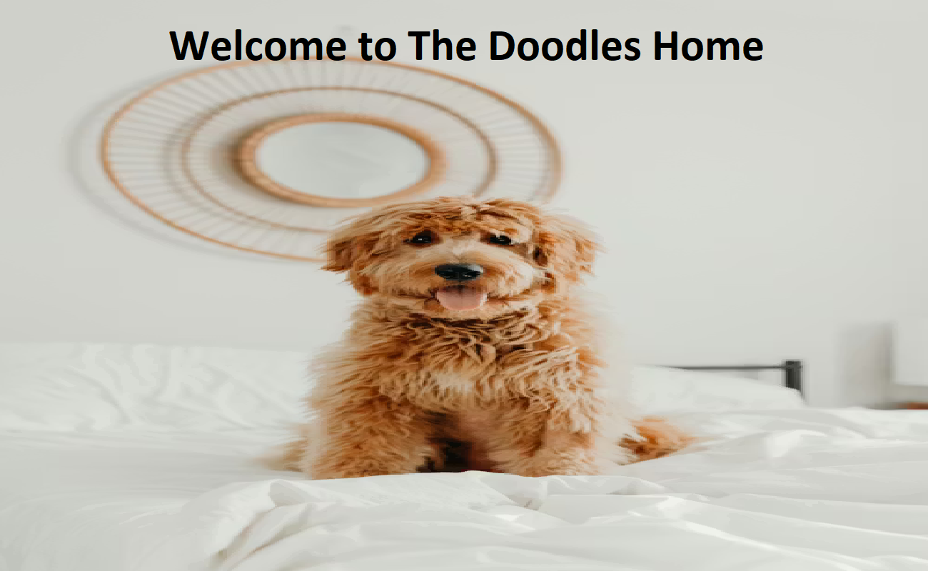 The Doodles Home