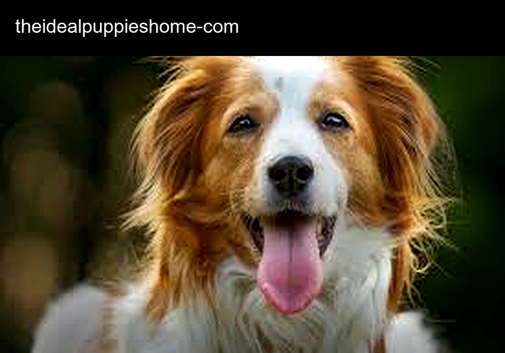 TheIdeal Puppies Home