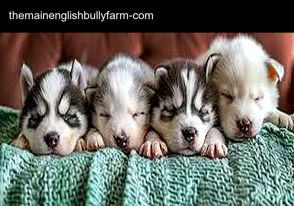 The Main English Bully Farm