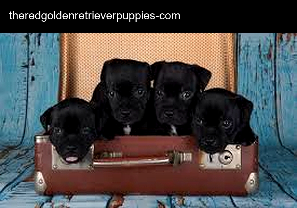 The Red Golden Retriever Puppies