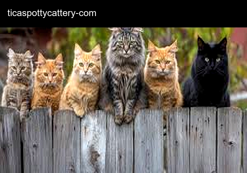 Tica Spotty Cattery