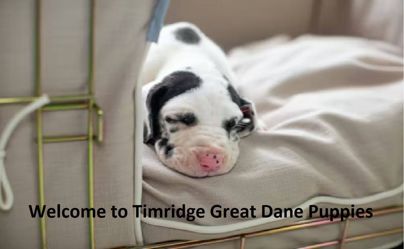 Tim Ridge Great Dane Puppies