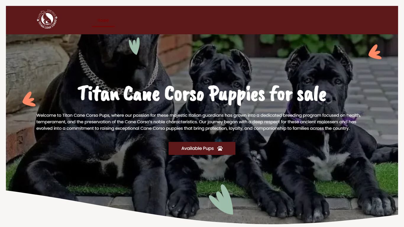 Titan Cane Corso Puppies for sale