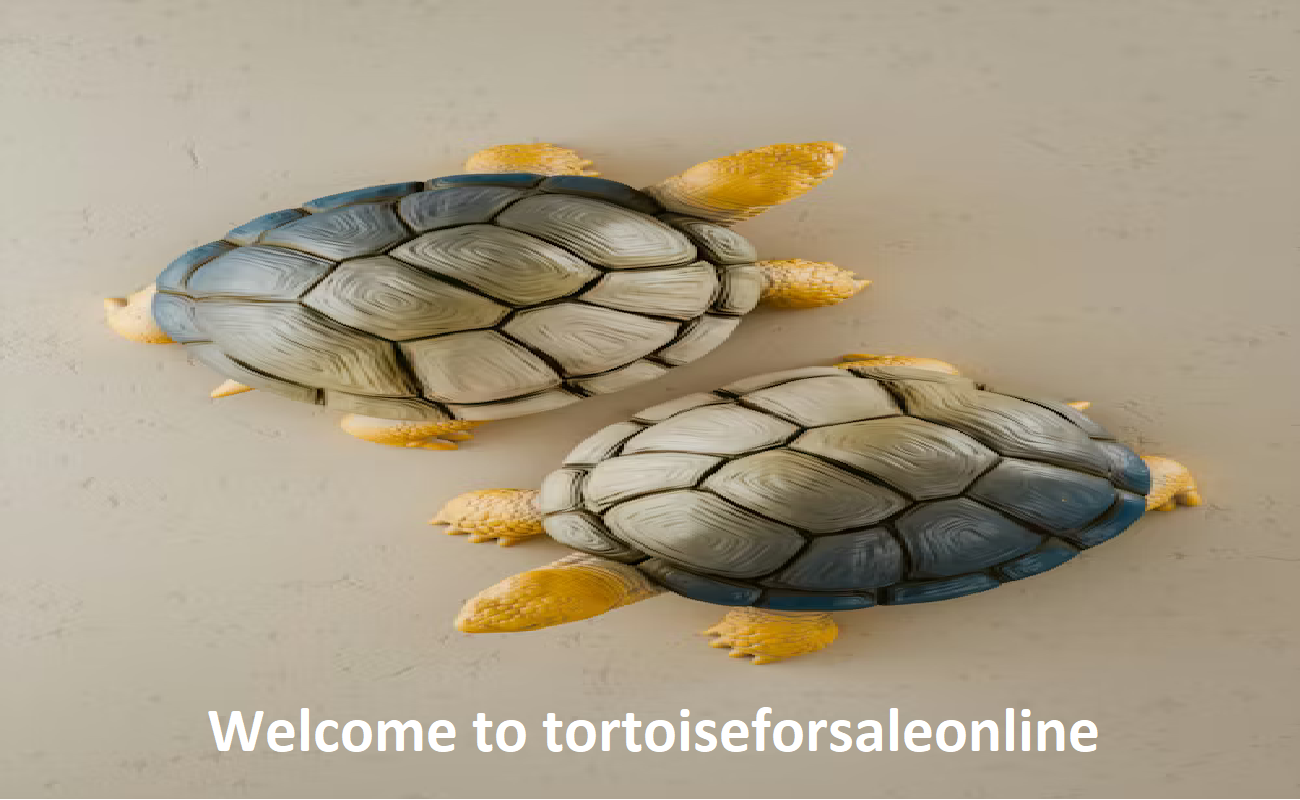 Tortoise For Sale Online Tortoise For Sale Online
