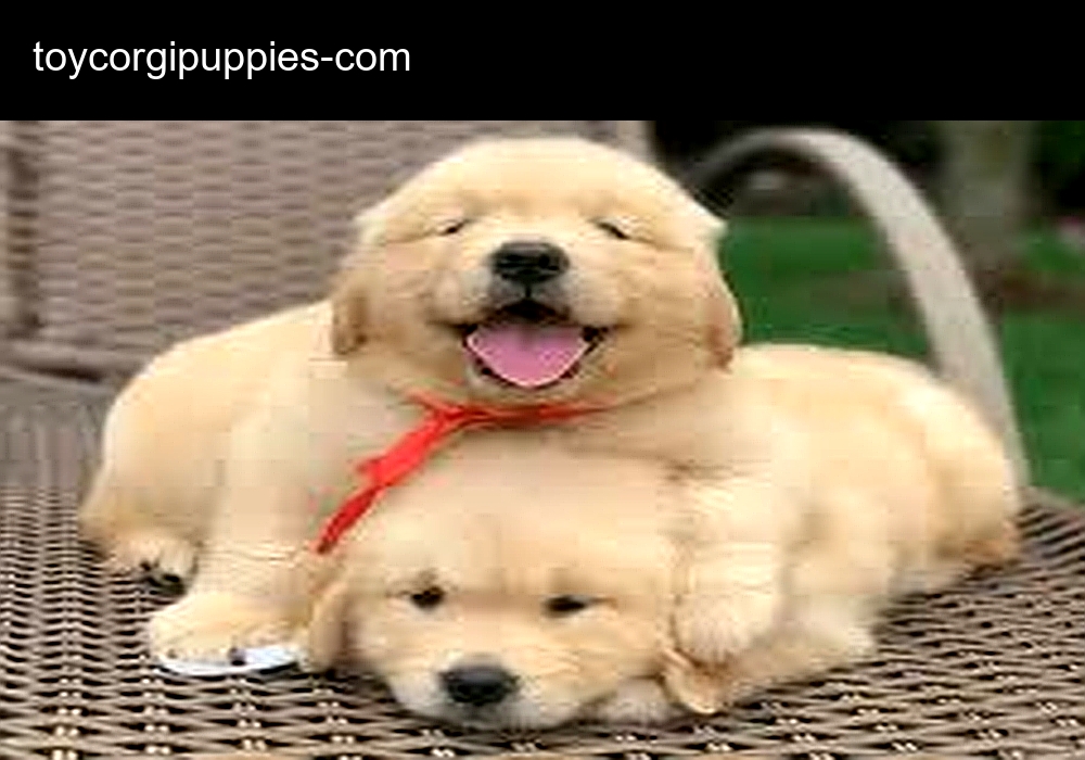 Exclusive Pembroke Welsh Corgi Puppy Breeders Exclusive Pembroke Welsh Corgi Puppy Breeders