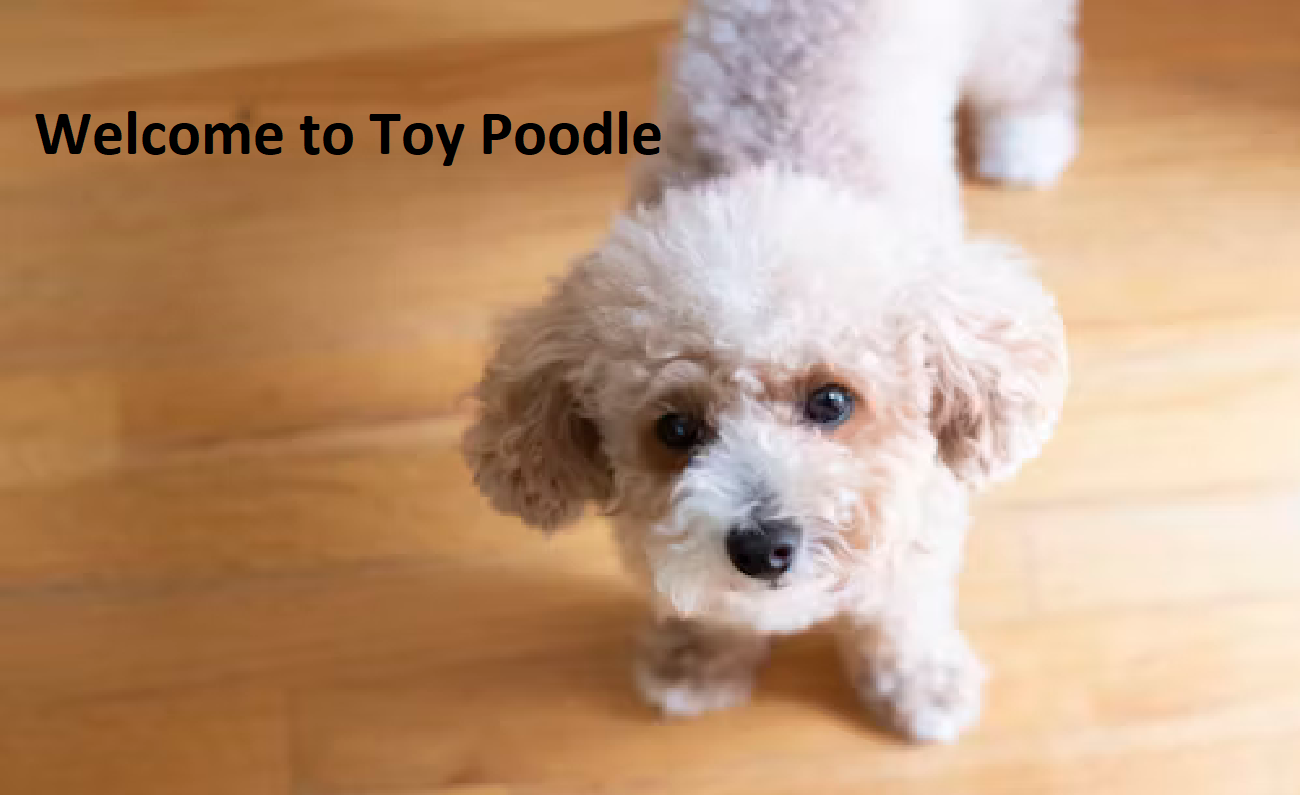 Toy Poodle Puppies