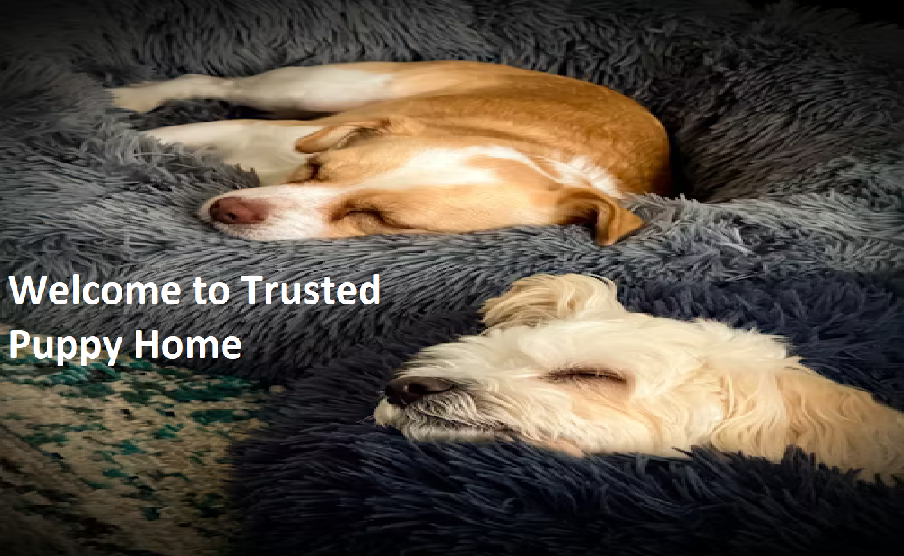 Trusted Puppy Home
