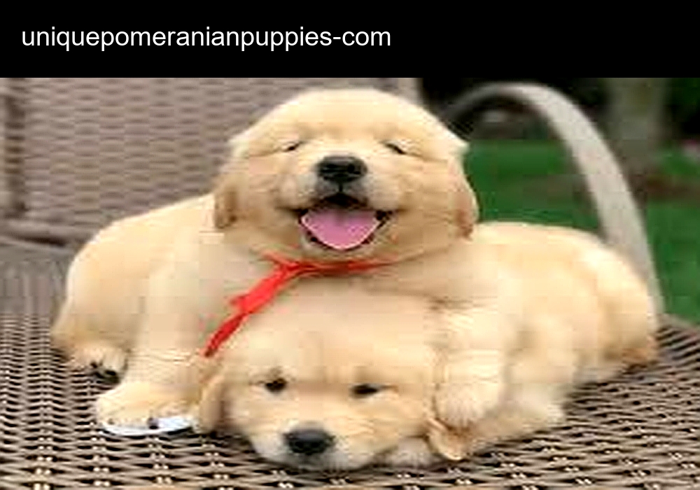 Unique Pomeranian Puppies