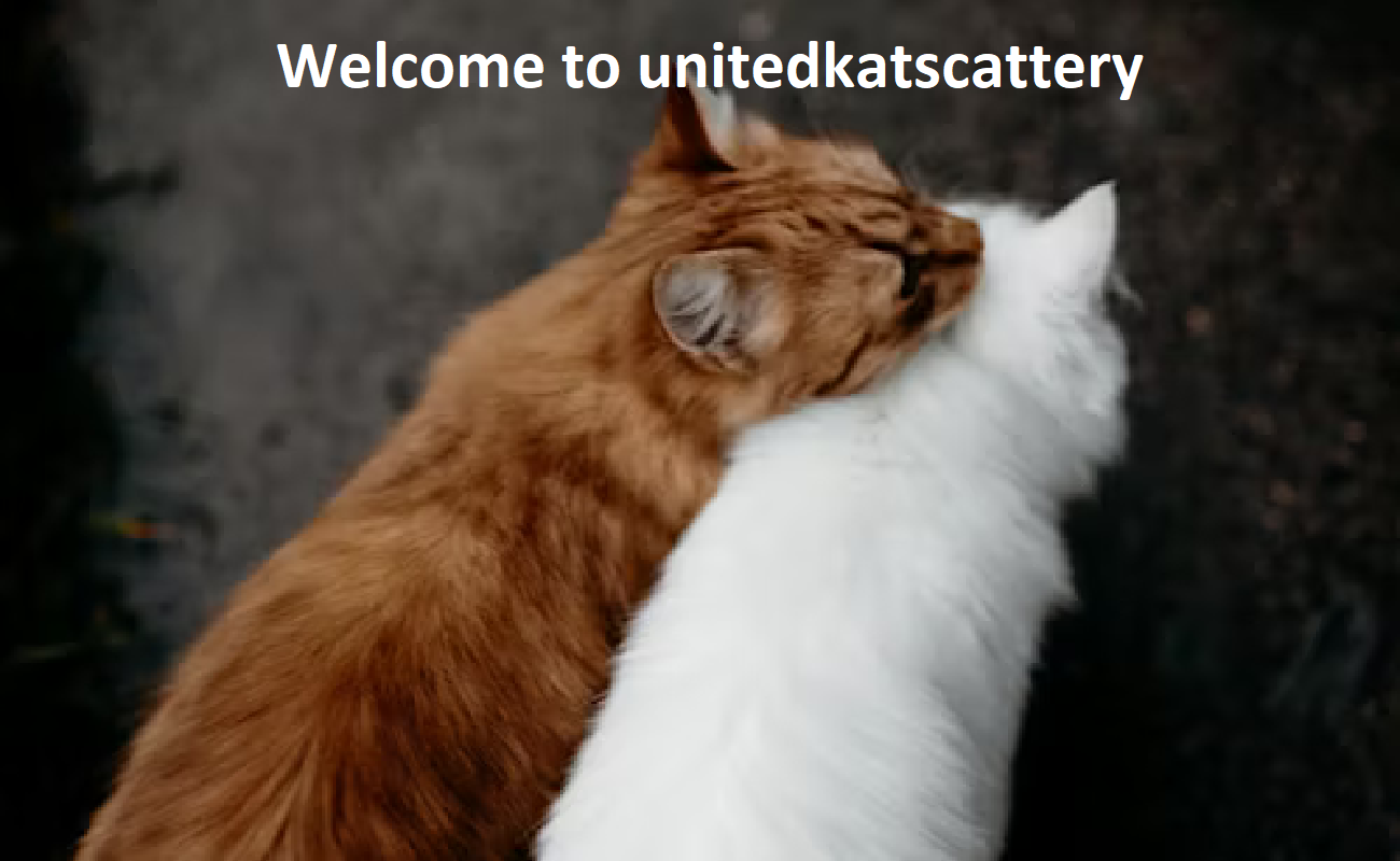 United Cattery