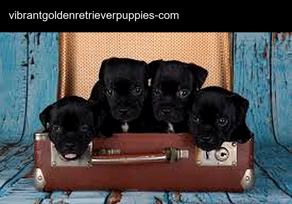 Golden Retriever Puppies