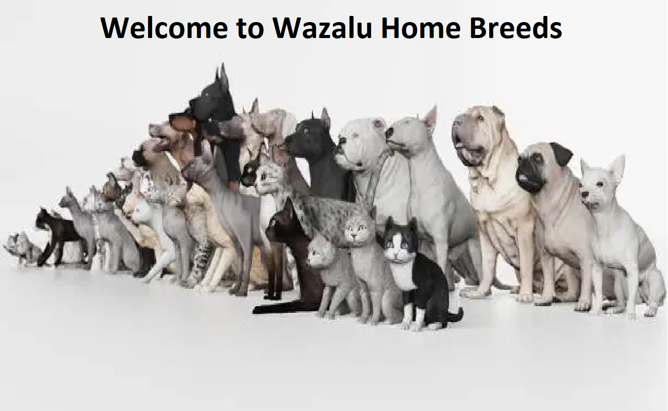 Wazalu Home Breeds