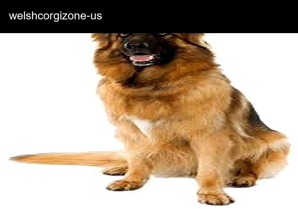 Welsh Corgi Zone