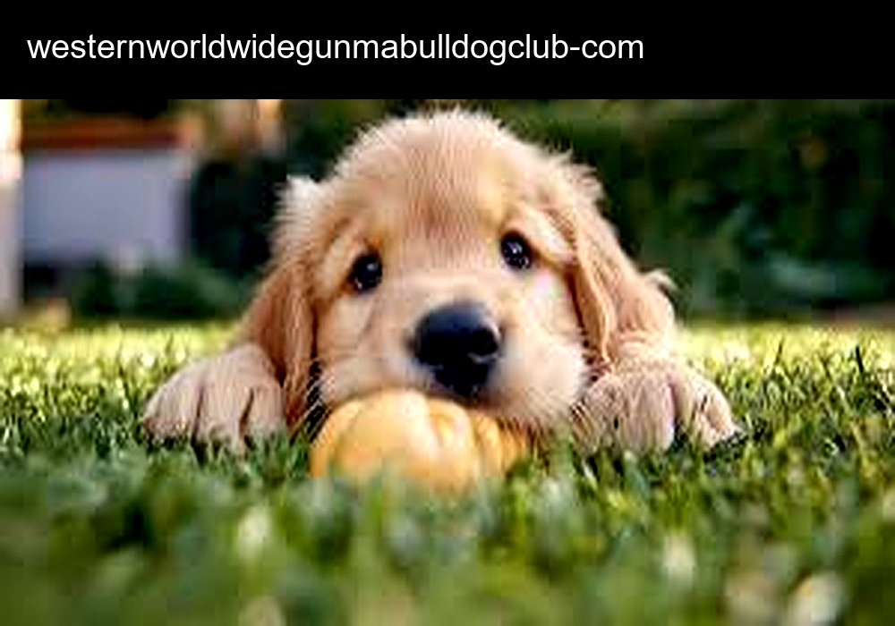 Western World Wide Gunma Bulldog Club