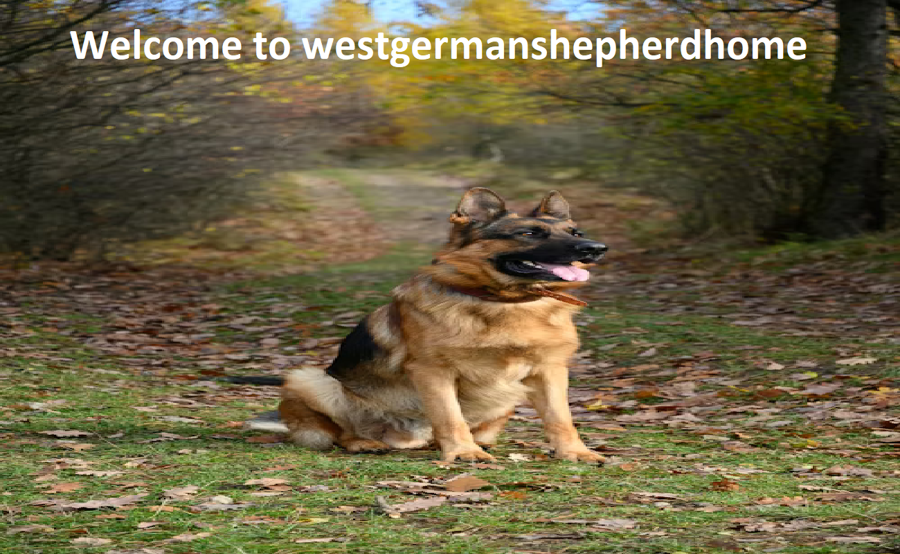 West German Shepherd Home Breeder