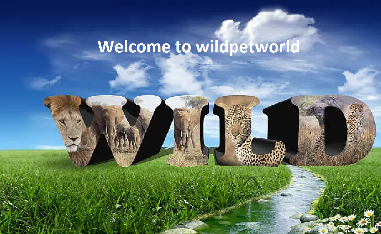 Wild Pet World