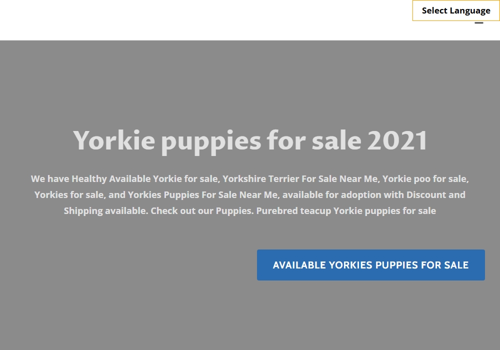 Yorkies Puppies Sale