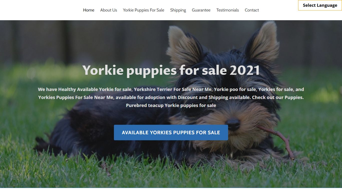 Yorkies Puppies Sale