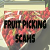 fruit-picking-job-scam